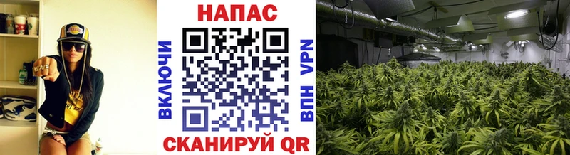 Купить  Нестеров  Марихуана план 